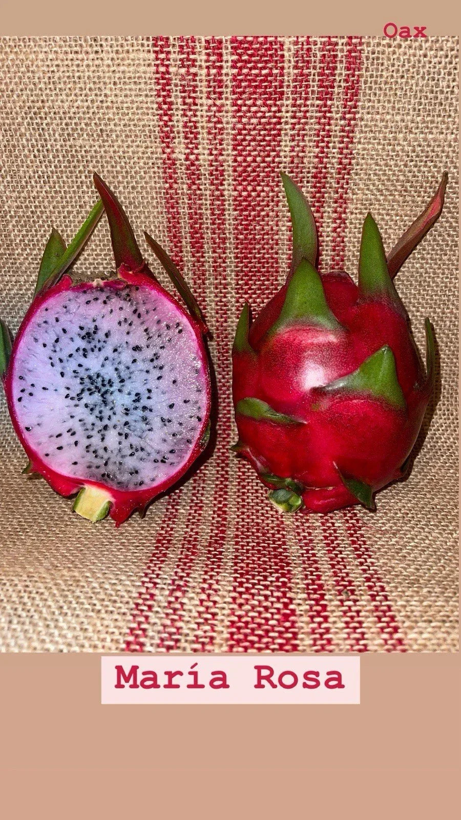 Dragon Fruit Cuttings - Maria Rosa Variety - Hylocereus undatus - Exotic Pink-Skinned Fruit Plant for Gardening