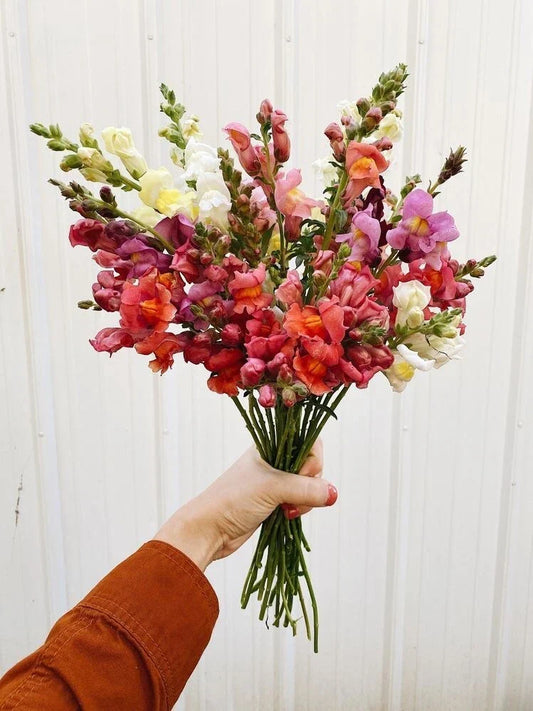 Organic Snapdragon Seeds Tall Mix - 100 Antirrhinum majus Flower Seeds for Butterfly & Bee Garden, Cutting Gardens