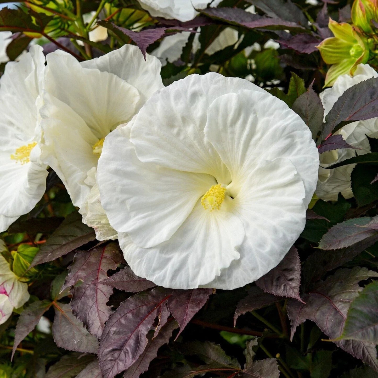 Hibiscus Cookies and Cream Perennial in 5.25" Pot | Well Rooted Flowering Plant | Proven Winners Hibiscus