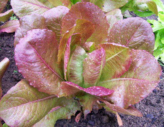 Lettuce Seeds - Rouge De Hiver Heirloom Variety - Non-GMO Lactuca sativa for Home Garden, Salad Greens, Vibrant Red Foliage, Seed Packet