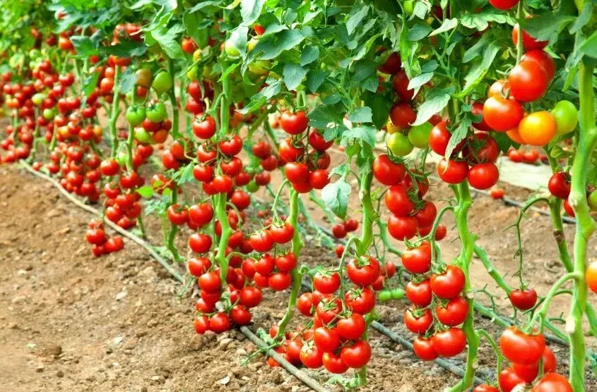 Early Cascade Tomato Seeds - Heirloom Organic Non-GMO Solanum lycopersicum, Juicy, Early Harvest, Heirloom, 30+ Seeds