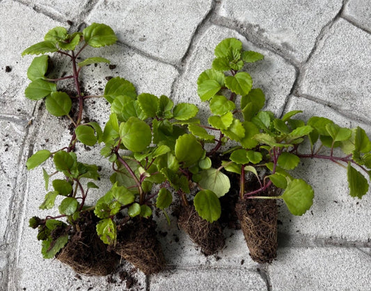 Live Swedish Ivy Plants - 4 Rooted Creeping Charlie Plectranthus australis with Soil, Indoor or Outdoor Trailing Houseplants