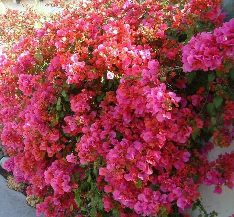 Bougainvillea Starter Plant - Small Well-Rooted Barbara Karst Variety - Rare, Hardy, Vibrant Color Garden Plant