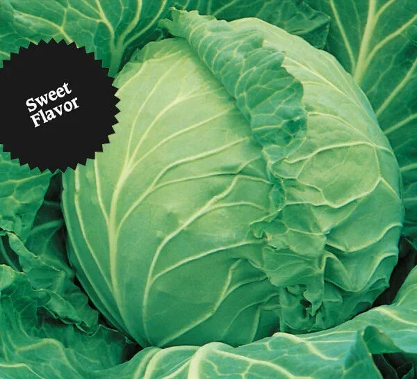 Cabbage Seeds Bulk Pack 1000+ Heirloom Copenhagen Market Brassica oleracea Non-GMO for Home Gardening