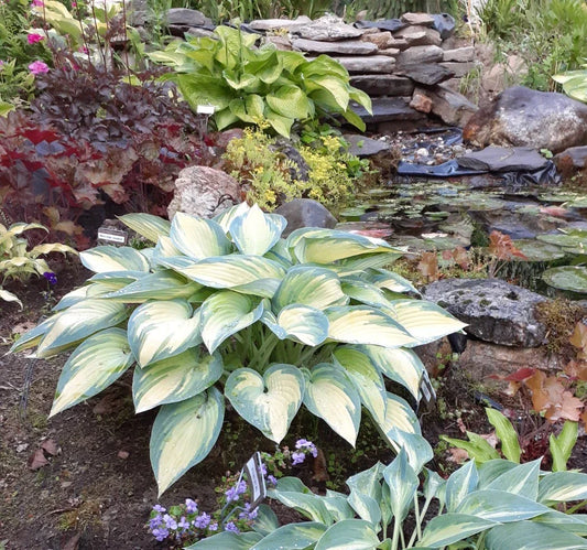 Hosta 'June' Starter Plant | Perennial Shade Plant | Blue-Green Leaves with Golden Margins | Hosta hybrid in 4-inch Pot
