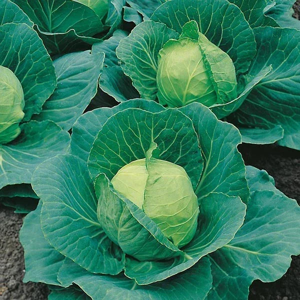 Cabbage Seeds 600+ Heirloom Golden Acres NON-GMO Brassica oleracea - Fresh Vegetable Seeds for Home Gardening