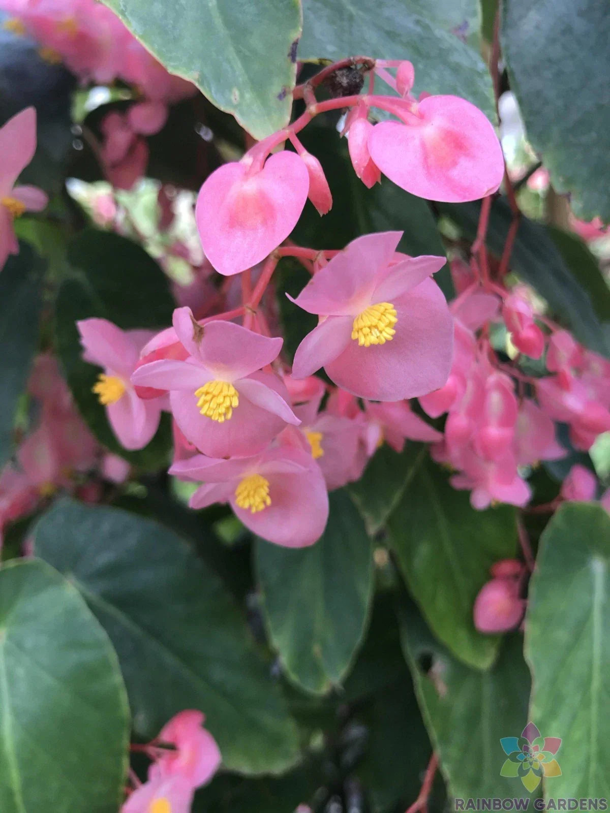 Torch Pink Begonia Seeds - 25+ Non-GMO Garden Planting Pack - Begonia x tuberhybrida for Borders & Containers