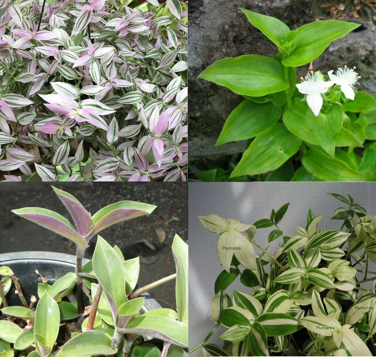 Wandering Jew House Plant Assortment - Tradescantia Zebrina & Pallida - Indoor Trailing Greenery Set - Easy-Care Indoor Plants