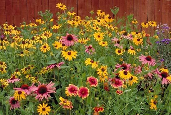 Wildflower Mix Seeds for Partial Shade - Native Flower Seed Blend for Gardens and Pollinator Attraction