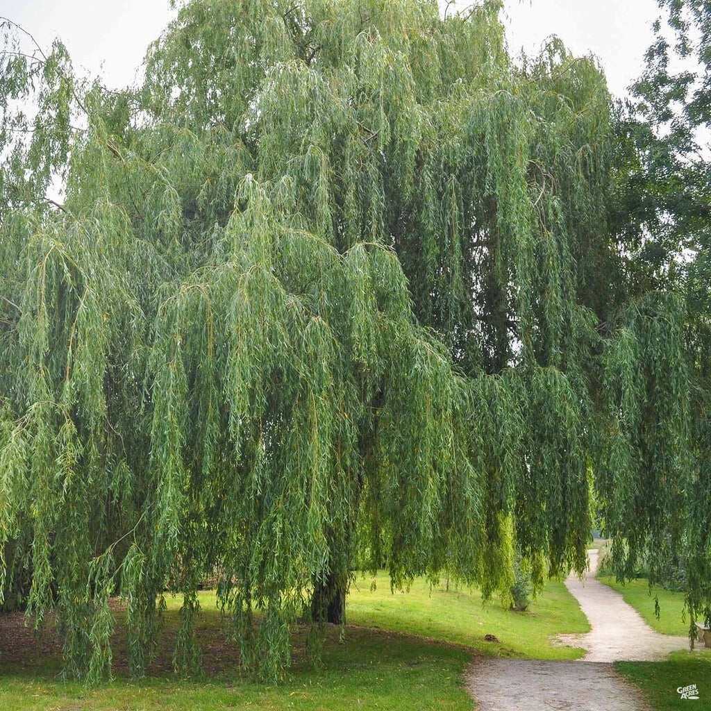 Weeping Willow Cuttings - 20 Unrooted Fast Growing Shade Trees - Salix babylonica - Ideal for Gardens and Landscapes
