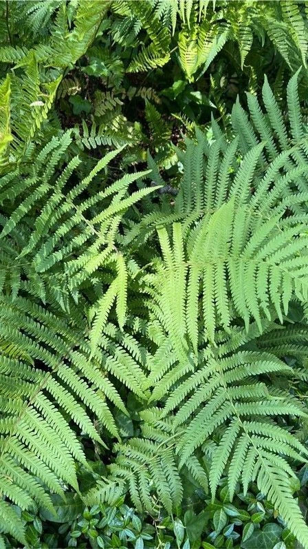 Kunth's Maiden Fern 5 Pack - Thelypteris kunthii - Southern Native Shade Fern for Moist Gardens