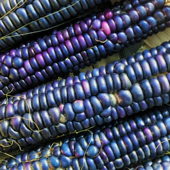 Rio Grande Blue Ornamental Corn Seeds | Heirloom Hopi Azul Flint Indian Dent Zea mays | Non-GMO, Vibrant Blue Kernels, Ornamental Display