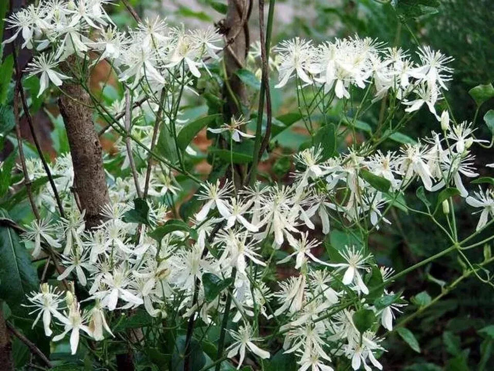 Sweet Autumn Clematis Cuttings – 10 Fragrant Vines, Terniflora Clematis, White Blooms, Easy to Grow, Garden Trellis, Outdoor Plant