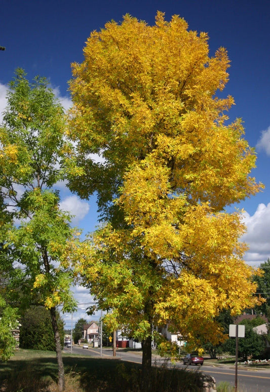 Green Ash Tree Seeds - 25 Pack, Fraxinus Pennsylvanica, Native Deciduous Tree for Landscaping & Reforestation