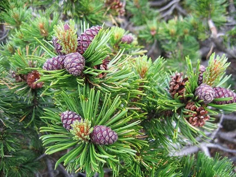 Dwarf Mugo Pine Tree Seeds 30 Pack, Pinus mugo pumilio, Compact Evergreen for Landscaping & Gardens
