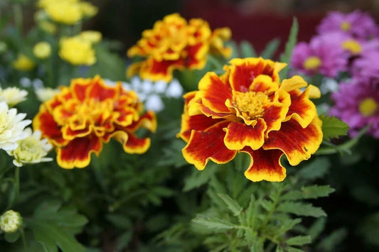 Marigold Flower Seeds - Red Yellow Mix - Tagetes erecta - Premium Gardening Pack for Borders & Containers