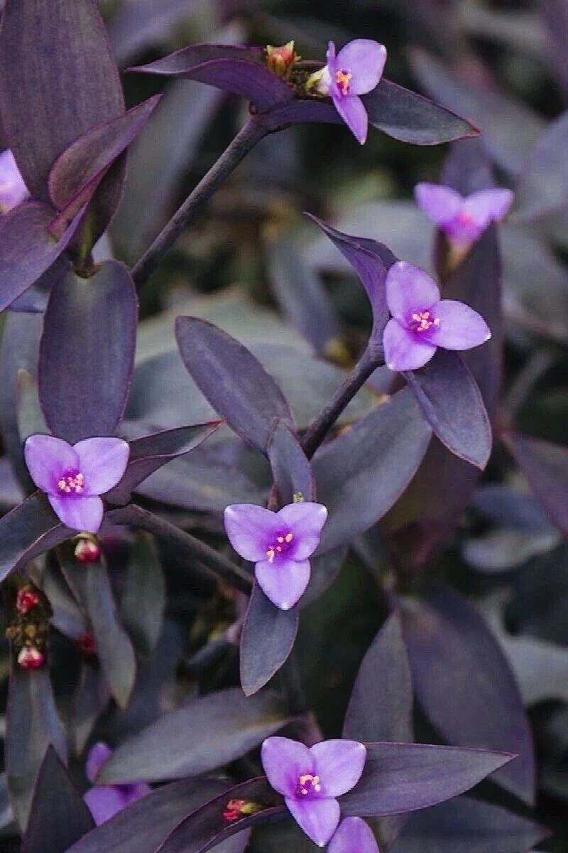 Tradescantia 'Purple Heart' Cuttings - Organic Wandering Jew Plant - Vibrant Purple Leaves, Easy Care, Indoor Garden, Tradescantia pallida