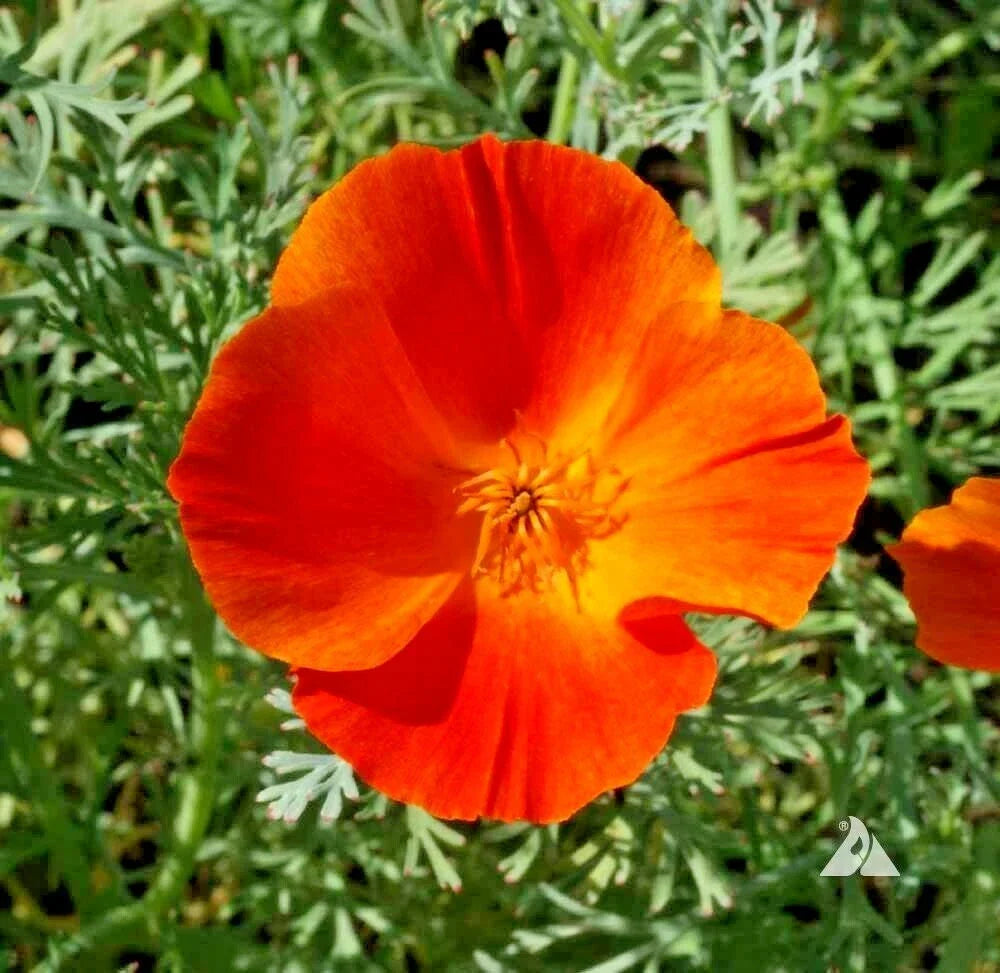 California Poppy Seeds - Mikado Variety for Wildflower Gardens & Containers, Native Eschscholzia californica, Bright Orange & Yellow