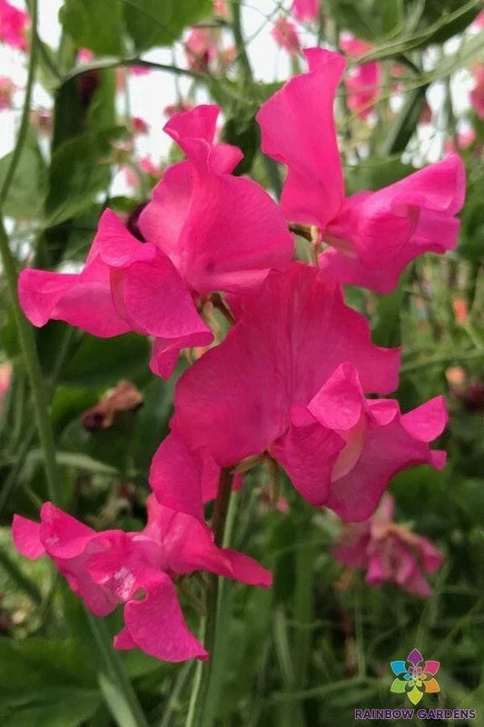 Josie Sweet Pea Seeds - 50 Premium Lathyrus odoratus Climbing Flower Seeds for Garden, Fences, Containers, Fragrant, Non-GMO
