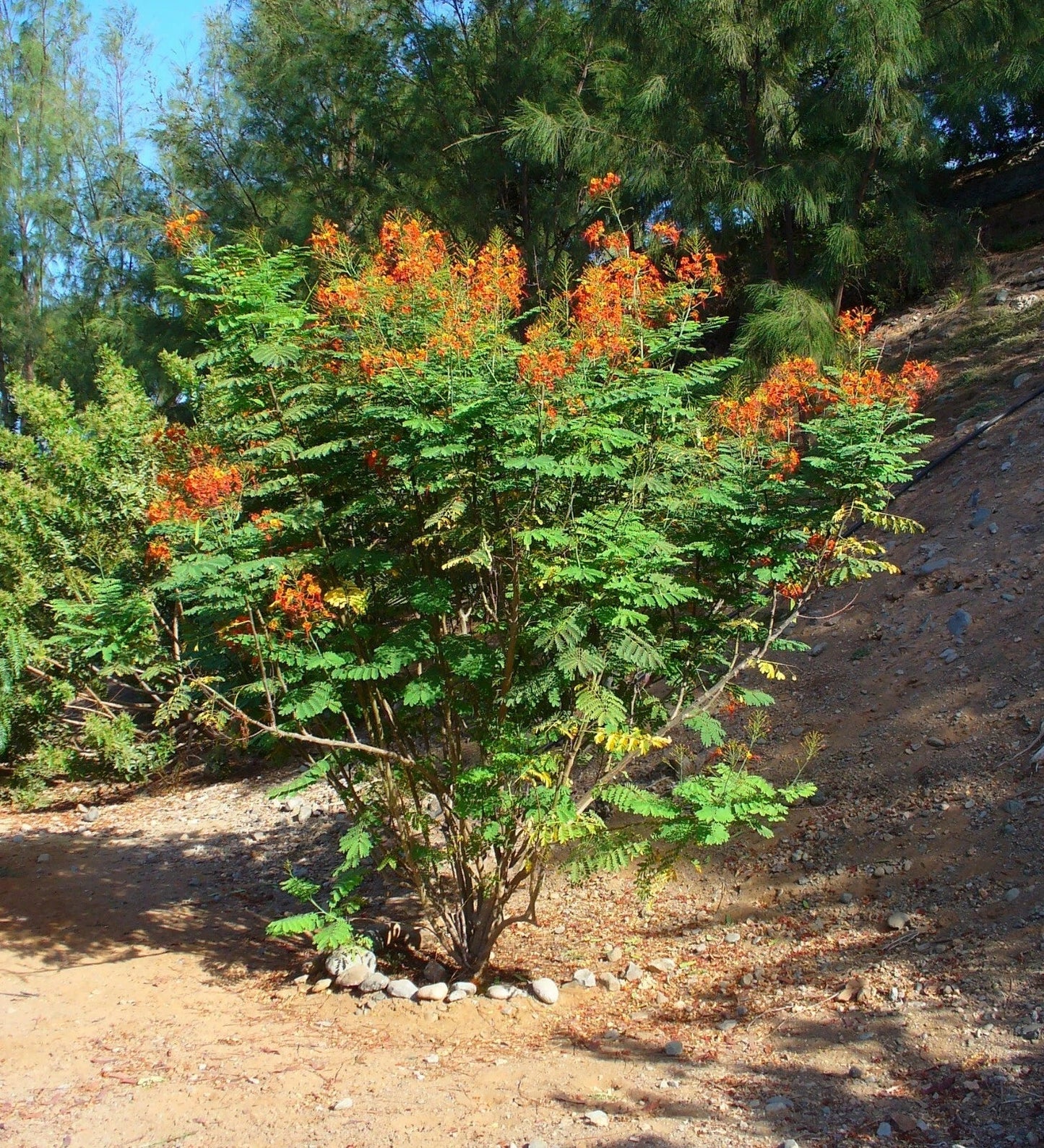 Pride of Barbados Seeds - 10 Pack - Caesalpinia pulcherrima Tropical Flowering Plant for Gardens and Landscapes