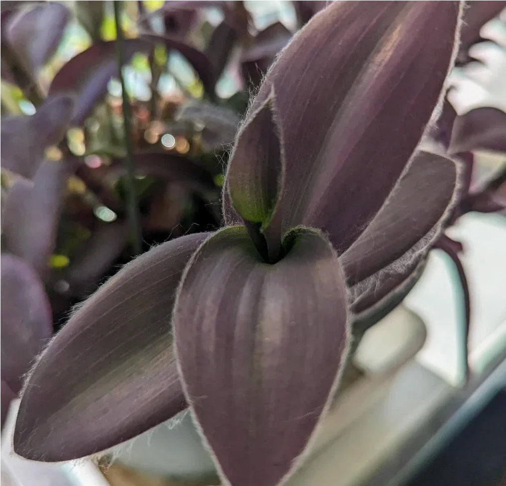 Purple Furry Wandering Jew Cuttings in 2" or 4" Pot, Tradescantia zebrina, Easy Care Indoor Plant, Vibrant Purple and Silver Foliage
