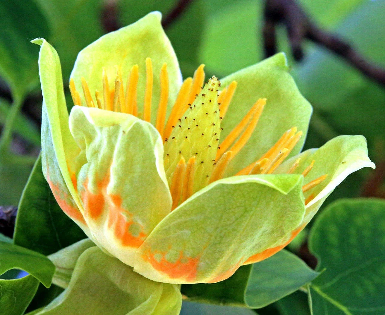 20 Tulip Poplar Seeds Liriodendron tulipifera Tall Shade Tree with Big Flowers USA Grown
