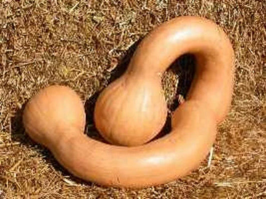 Long Neck Pumpkin Seeds – Cucurbita moschata – Dutch Crookneck Butternut Winter Squash – Vining, Organic, Non-GMO, 10+ Seeds