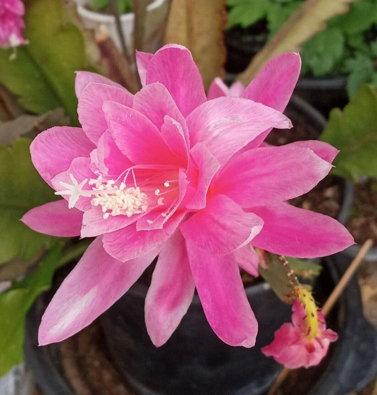 Rare Orchid Cactus Cutting 6" Epiphyllum oxypetalum Exotic Indoor Succulent Live Plant