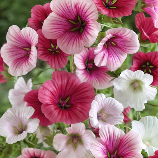 Malope Trifida Seeds, Dwarf Rose Mallow, Border & Bed Flowers, Easy to Grow, Non-GMO, Ornamental Garden Plant