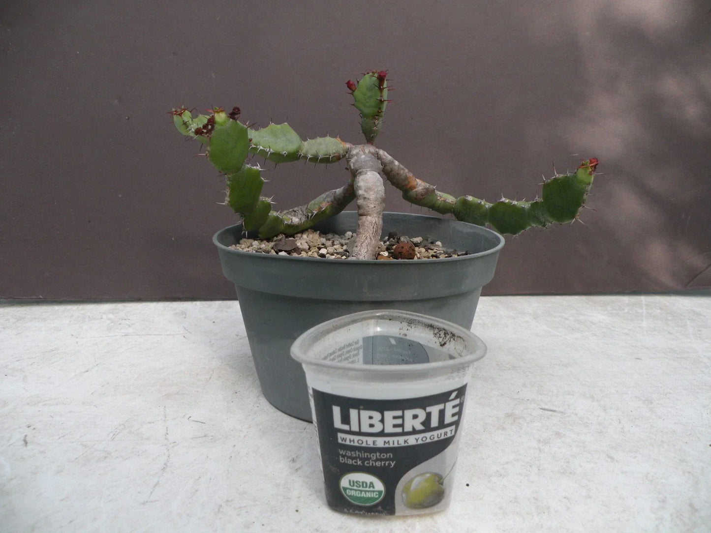 Euphorbia opuntioides Succulent Plant - 12-Year-Old Cutting in Decorative Pot - Unique Drought-Tolerant Indoor or Outdoor Garden