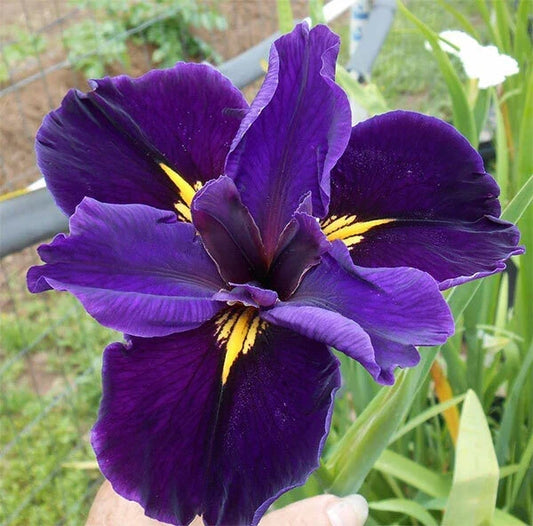 Louisiana Full Eclipse Iris Aquatic Pond Plant - Iris fulva - Deep Purple Flowers, Cold Hardy, Water Garden, Buy 2 Get 1 Free