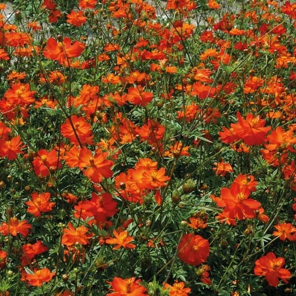 Tango Cosmos Seeds – 200+ Count – Vibrant Orange, Pink, Yellow Flowers – Cosmos bipinnatus – Garden, Border, Container Planting