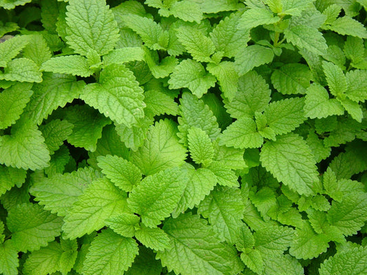 Lemon Balm Seeds - 1000+ Melissa officinalis Herb Seeds for Culinary, Tea & Garden - Aromatic, Non-GMO, Easy to Grow