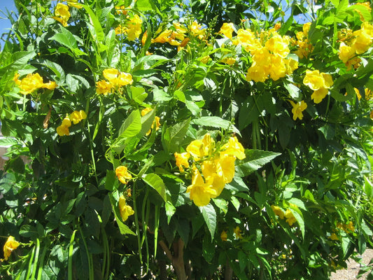 Hummingbird Vine Seeds, Yellow Trumpet Flower, Perennial Climbing Plant, Campsis radicans, 20 Seeds