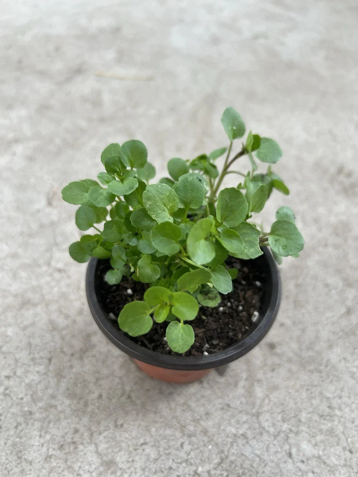 Watercress Live Plant in Pot – Edible Vegetable Nasturtium officinale – Fresh, Ready to Plant for Salads & Garnishes