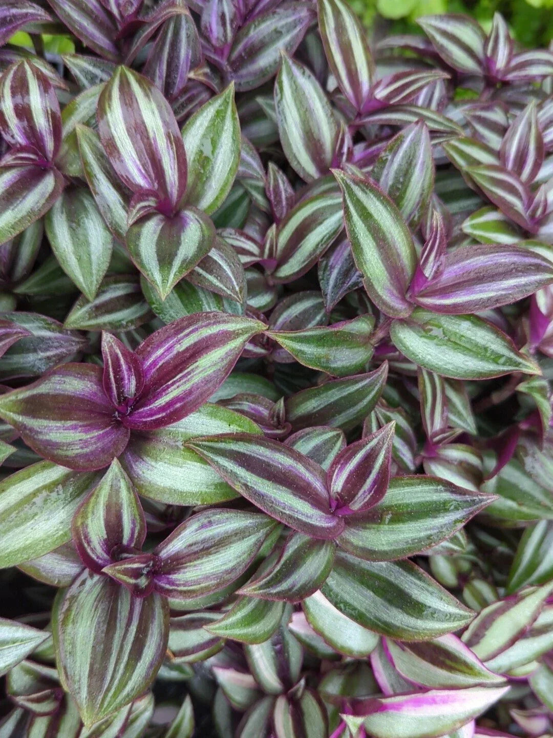 Rare Tradescantia "Evanesce" Cuttings – 8 Pieces, Resilient Wandering Jew Plant, Cold Hardy Indoor Outdoor Foliage, Low Temperature Tolerant