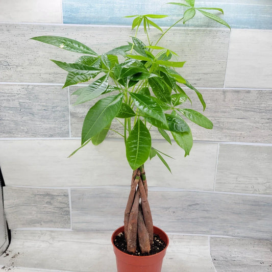 Live Money Tree Plant in 4" Pot, Pachira aquatica, Indoor Decor, Braided Trunk, Houseplant, Prosperity Gift