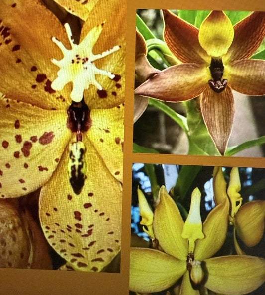 Orchid Plants Mix Box – 5 Bulbs, Cuttings, Seedlings – Surprise Variety – Orchidaceae for Home Garden & Indoor Decor