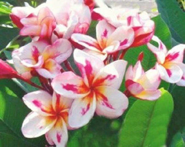 Plumeria Seeds 5 Pack - White, Yellow, Pink Frangipani Flowers - Perennial Tropical Plant for Garden & Indoor Growth