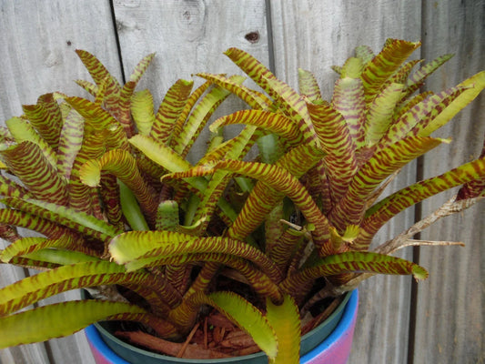 Neoregelia Bromeliad Plant – Mini Tropical, Vibrant Colors, WILD TIGER X ZONATA Variegation, Indoor or Outdoor Garden Plant