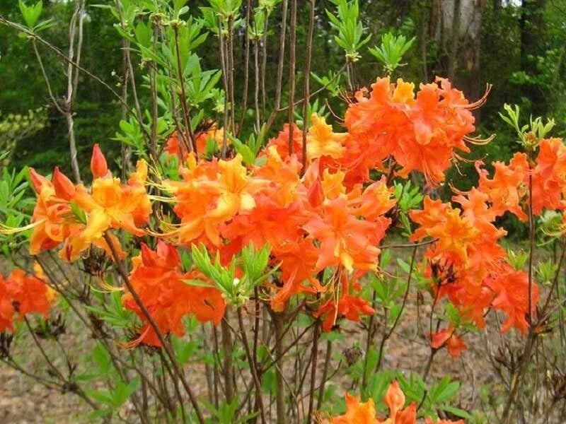 Aromi Azalea Starter Plant - Frontier Gold Deciduous Rhododendron, Small Bush, Vibrant Yellow Flowers, Easy to Grow, Pollinator Friendly