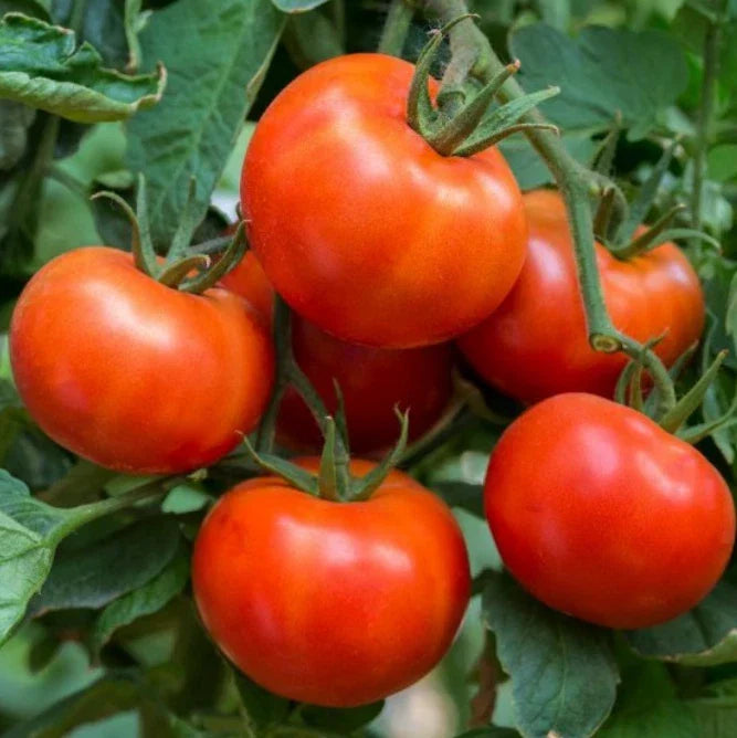 Tomato Seeds - Wisconsin 55 Heirloom Indeterminate Non-GMO - Solanum lycopersicum - 60 Pack