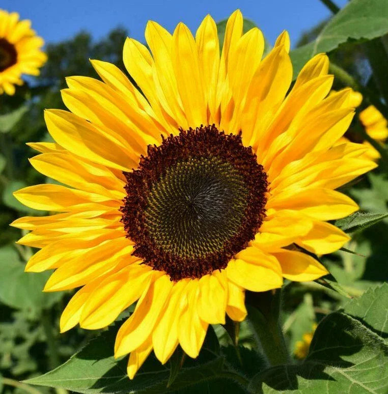 Bulk Sunflower Seeds for Planting | Large Black Oil Helianthus annuus | Tall, Sturdy, Full Sun, Pollinator Attracting