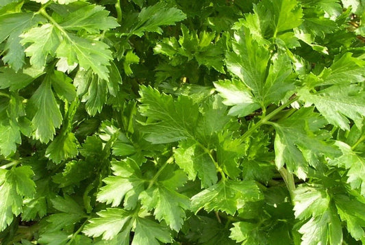 Organic Parsley Live Starter Plant - Giant of Italy Variety - Fresh Culinary Herb - Petroselinum crispum