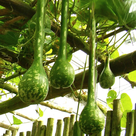 Long-Handled Dipper Gourd Seeds | Ornamental Lagenaria Siceraria for Crafting & Decoration | 2025 Planting Season