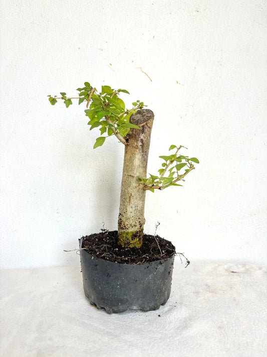 Parrot's Beak Plant Pre-Bonsai Gmelina philippensis Fat Trunk Indoor Bonsai Tree for Home Decor