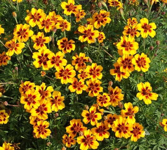 Naughty Marietta Marigold Seeds - 25+ Pack, Vibrant Golden-Yellow Flowers, Tagetes patula, Easy to Grow Garden Seeds, USA