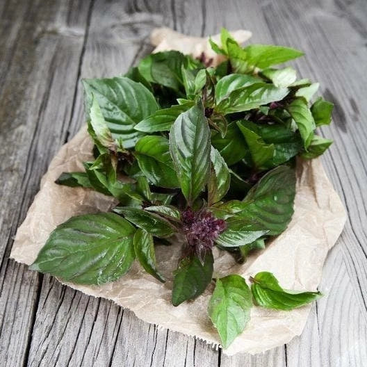 Thai Basil Seeds - Non-GMO Herb Seeds for Gardening - Ocimum Basilicum - Indoor & Outdoor Planting