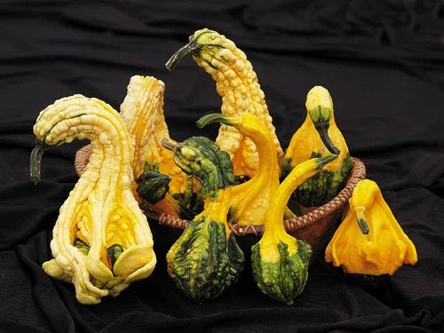 Autumn Jumbo Gourd Seeds - Large Fall Decor & Craft Gourds - Cucurbita pepo, Non-GMO, High Germination, Vining Plant, Seed Packet