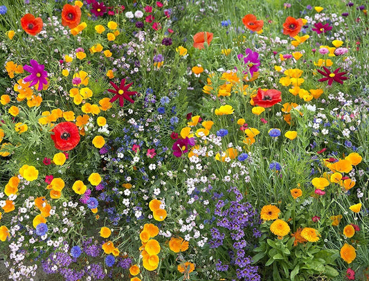 Hummingbird & Butterfly Wildflower Mix Seeds – 17 Native Species for Pollinator Gardens, Eco-Friendly Wildflower Blend